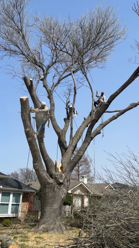 All Photos for Twin Oak Solutions in Carrollton, TX