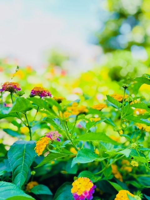 All Photos for Rustic Roots Landscaping in Austin, TX