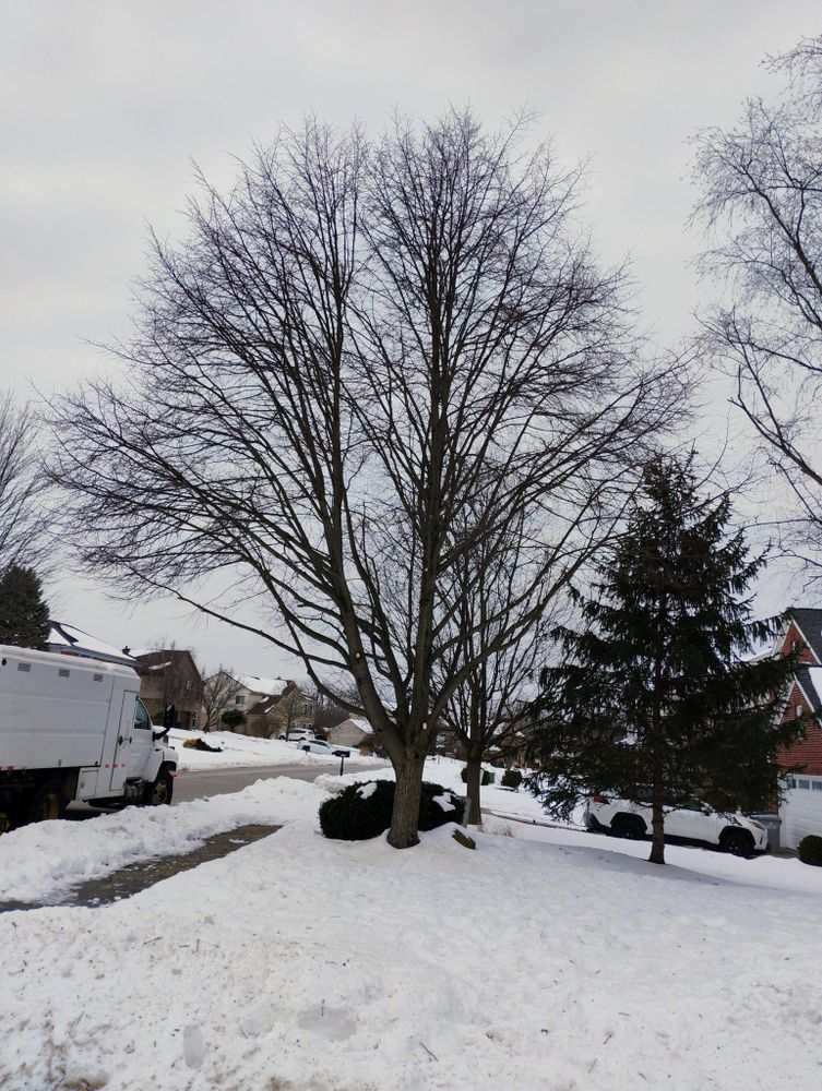 All Photos for Kingdom Tree Trimming and Removal LLC in Covington, KY