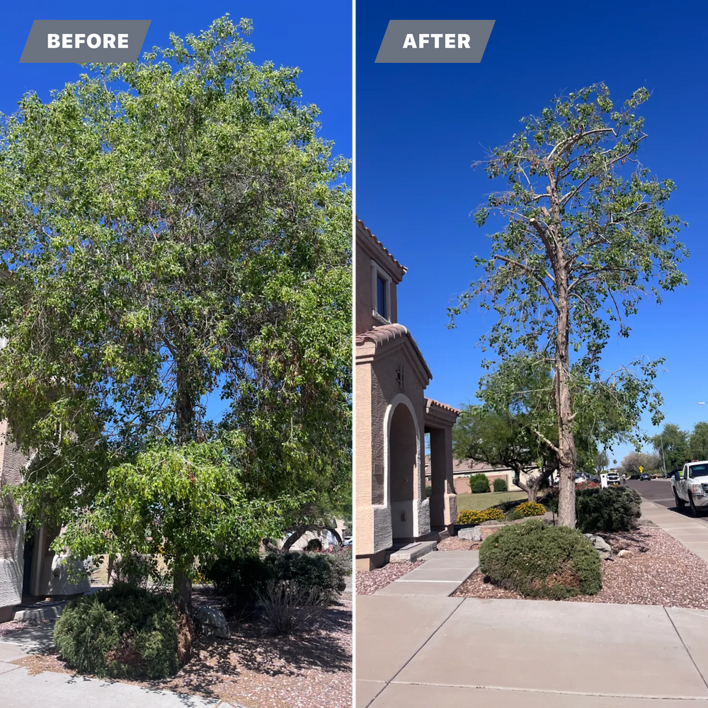 Landscaping for AZ Tree & Hardscape Co in Surprise, AZ