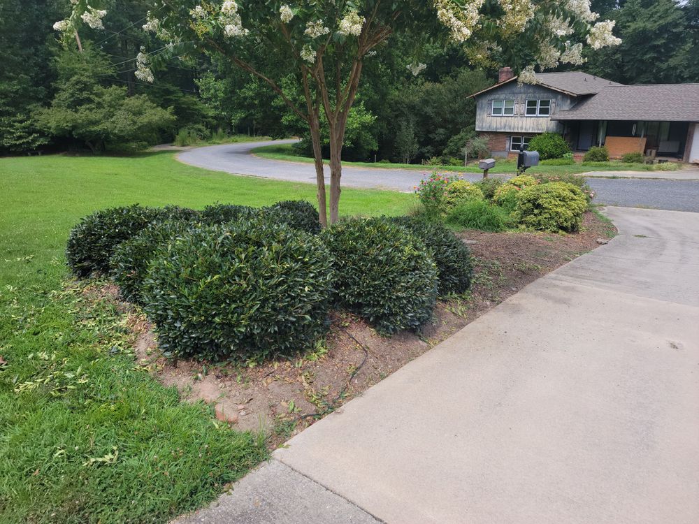 Our Shrub Trimming service focuses on maintaining the shape and health of your shrubs, ensuring a neat and well-maintained appearance for your home's landscape. for Piedmont Lawn and Landscaping in Lexington, NC