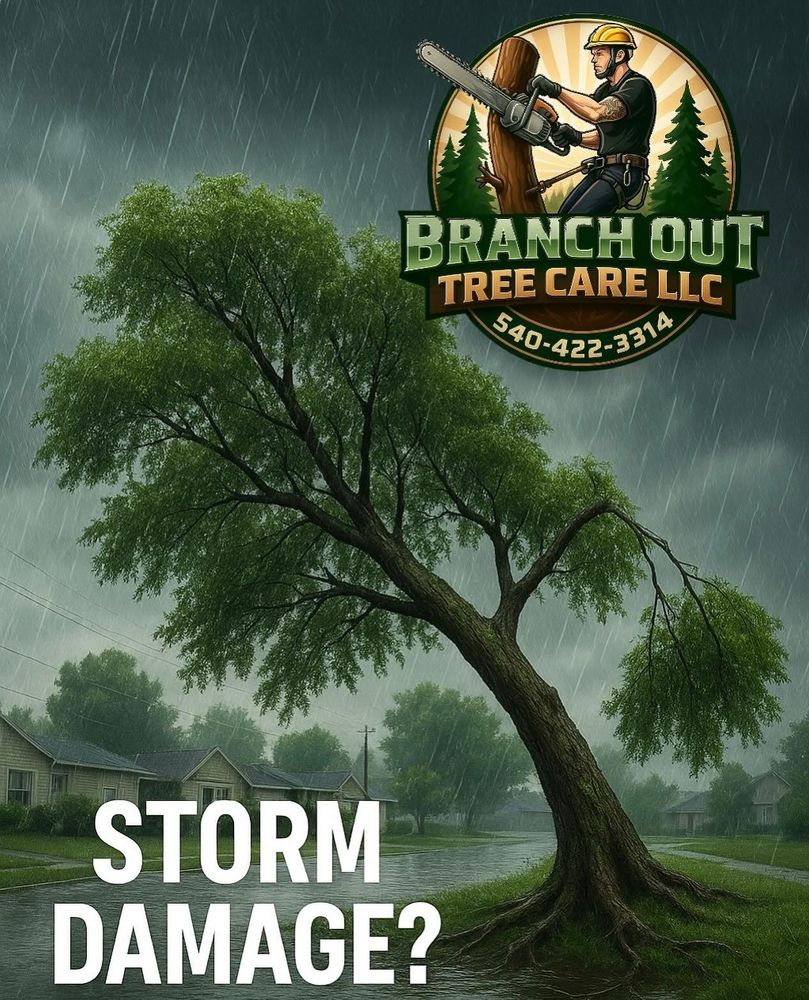 All Photos for Branch Out Tree Care LLC in Fredericksburg, VA