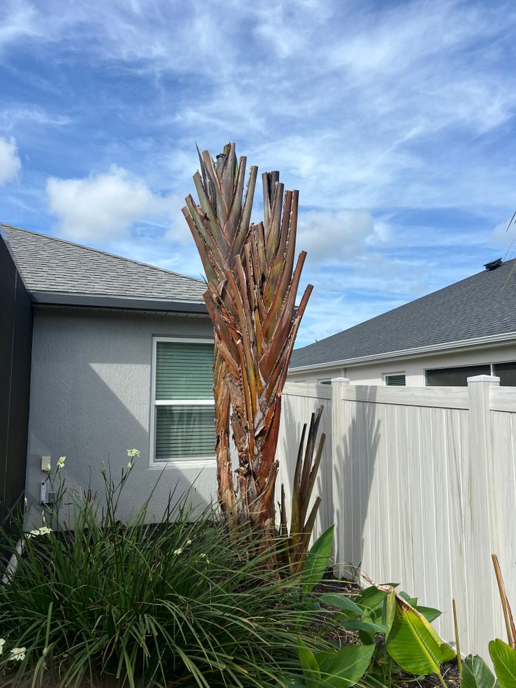 Palms for R.B. & Company in Belleview, FL