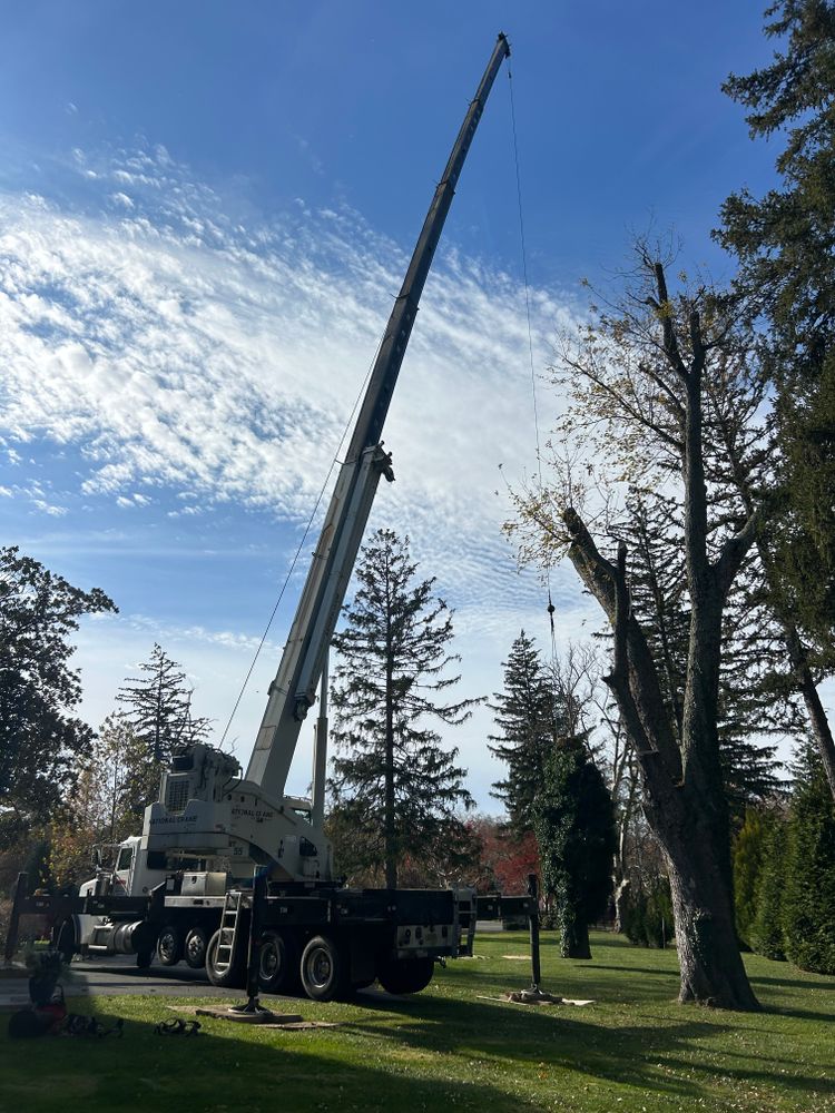 All Photos for Hingewood Tree Service in Salem, NJ