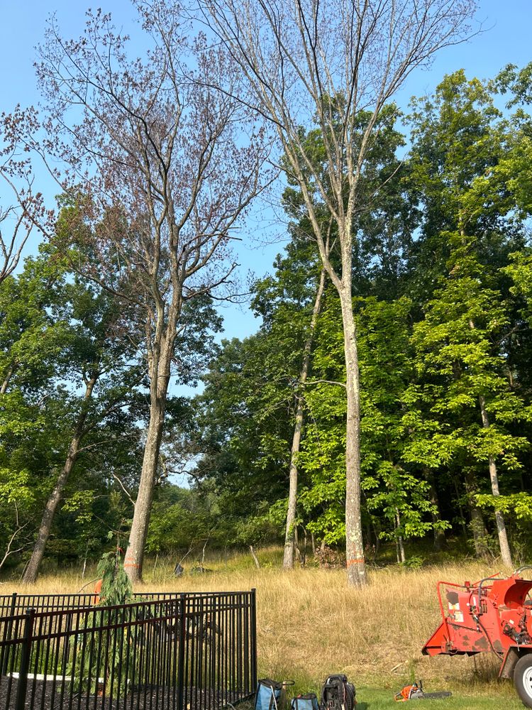 Tree Removal for JJ Tree Service in Gibsonia, PA