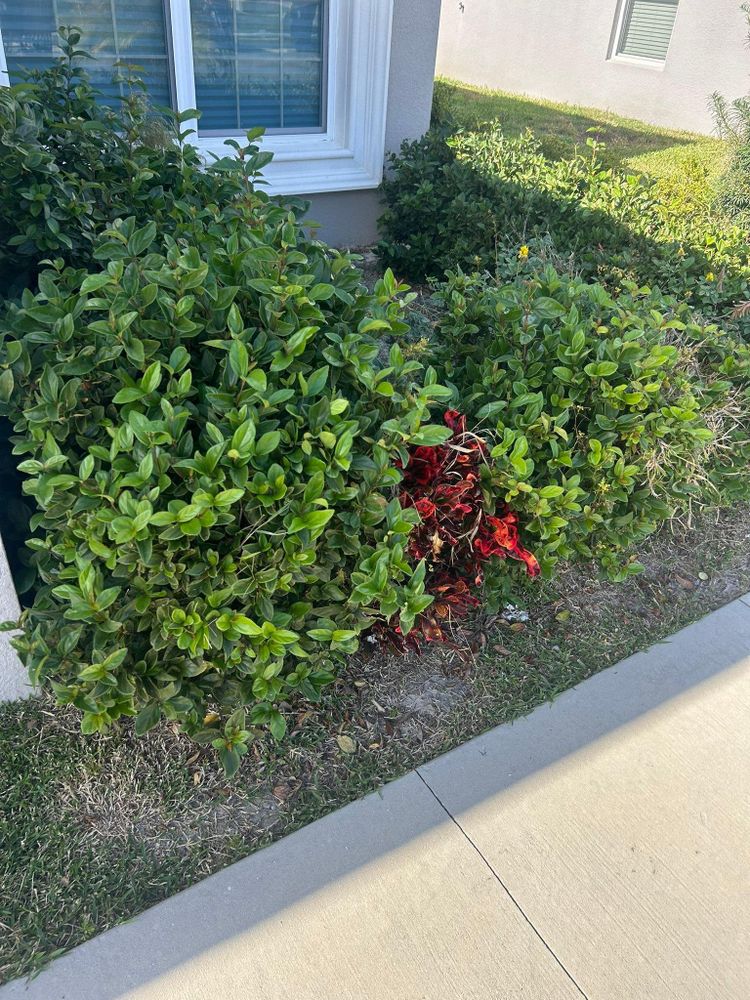 All Photos for Estrada All Pro Lawn Service in Auburndale, Florida