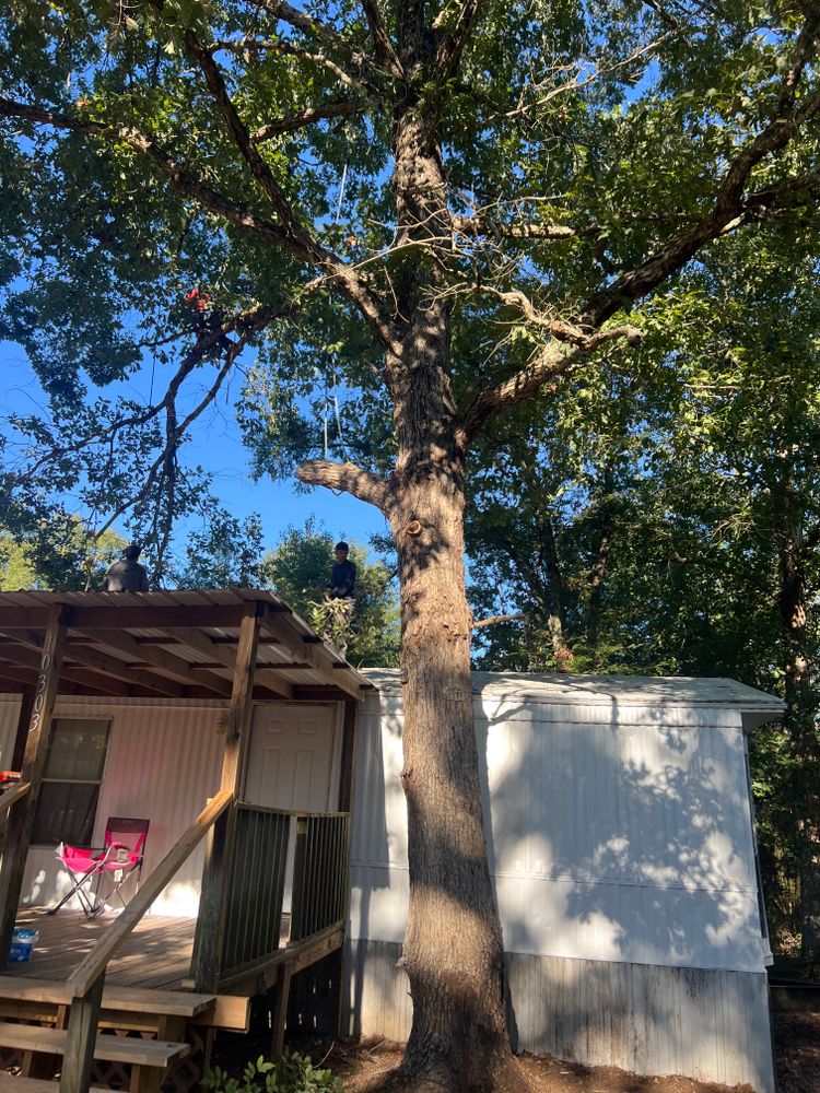 All Photos for Best Price Tree Service in Hallsville, TX