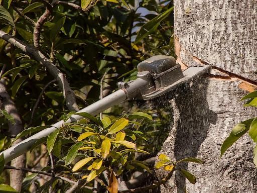 All Photos for Sloan Tree Service in Aurora, CO