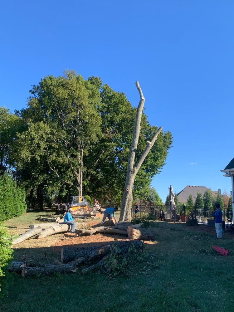 All Photos for Optimum Tree Service And Landscaping in Bowling Green, KY