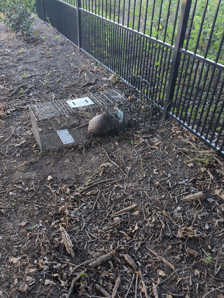 All Photos for Topper's Wildlife Removal in Garland, TX