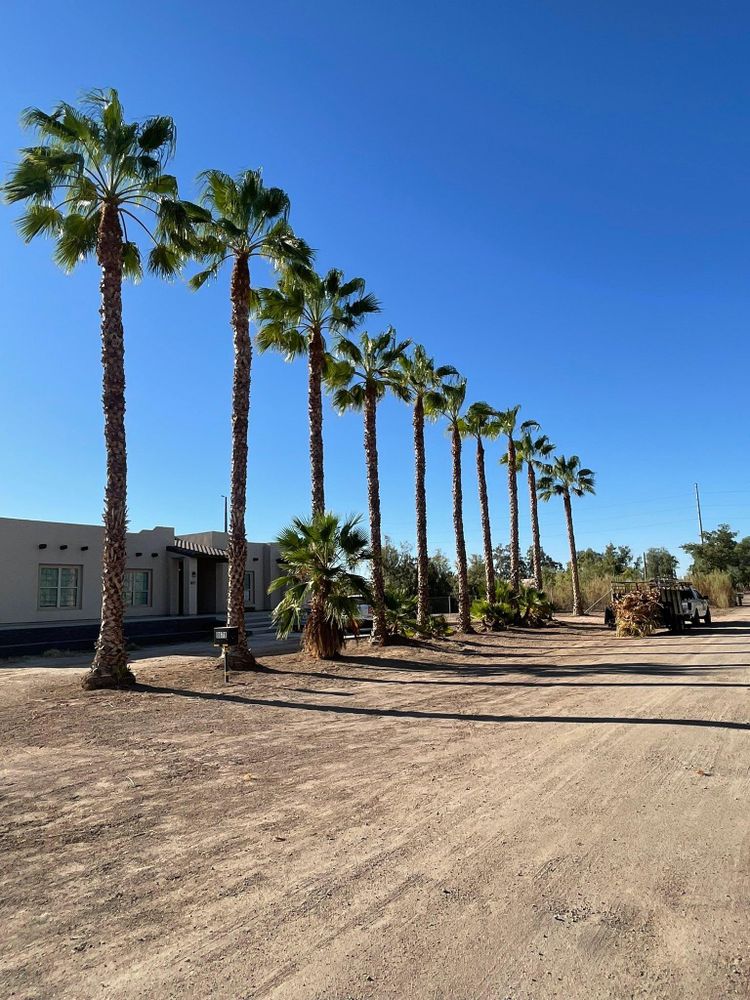 All Photos for Oliver L. Palm & Tree services in Yuma County, AZ