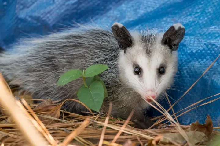 Our Opossum service offers safe and humane removal, ensuring your home stays free from these nocturnal visitors while preventing future intrusions through effective exclusion techniques and professional guidance. for The Critter Crew in DFW, TX