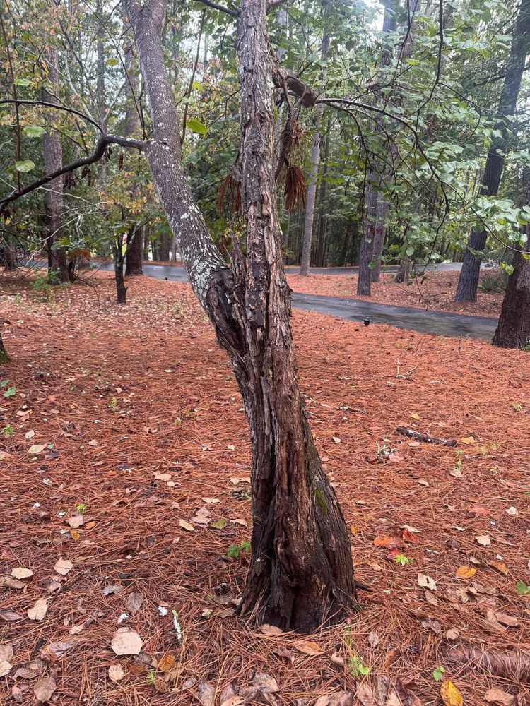 All Photos for JFS Outdoor Services in Aiken, SC