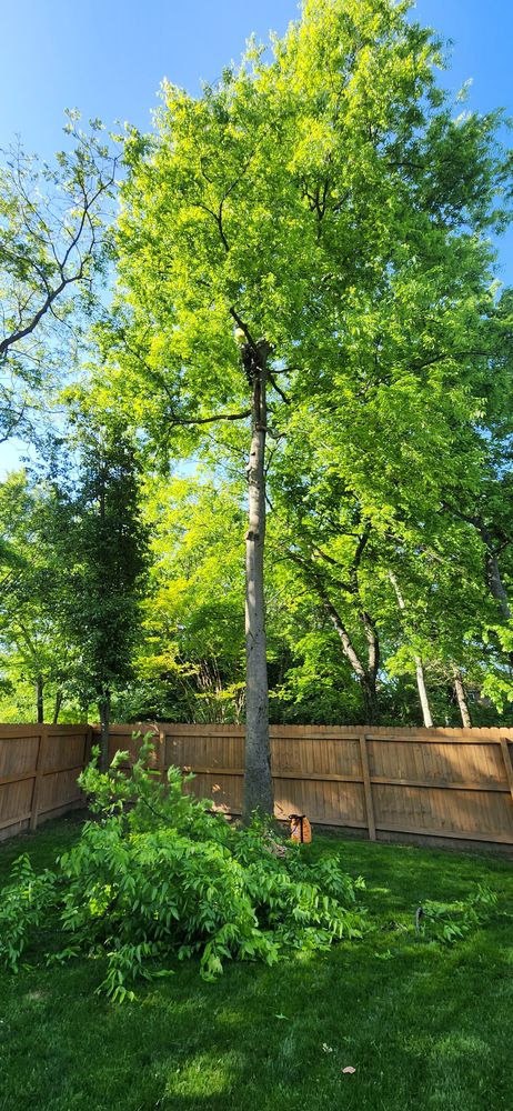 All Photos for Tree Fellers in Sumner County, TN
