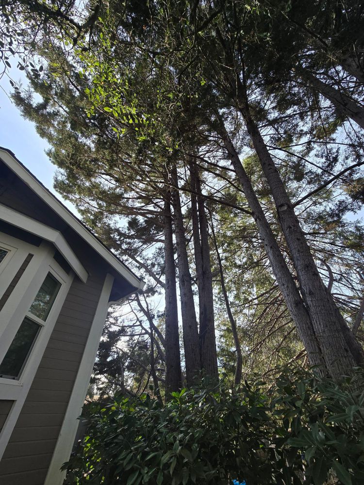 All Photos for Terra Heights Tree Experts & Landscaping  in Grass Valley,  CA