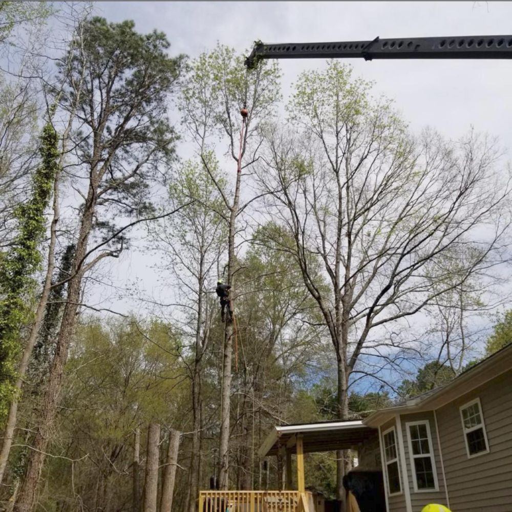 Our professional Tree Trimming service will enhance the health and appearance of your trees, ensure safety by removing dead branches, and promote growth for a beautiful landscape. for Advanced Tree Pros & Landscape in Raleigh, NC