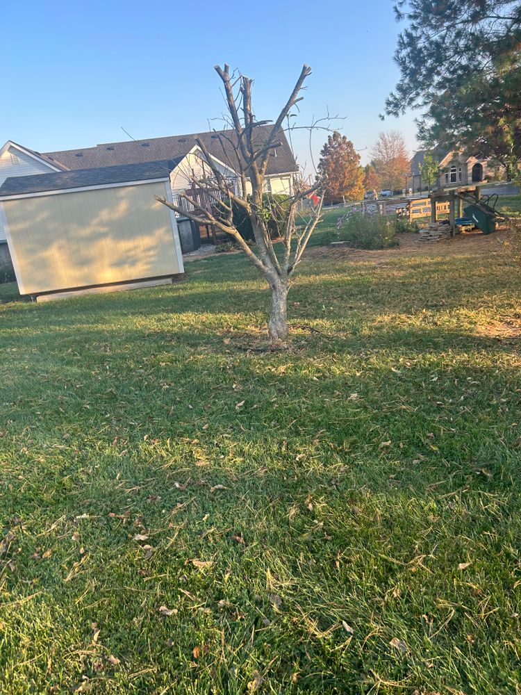 All Photos for Optimum Tree Service And Landscaping in Bowling Green, KY