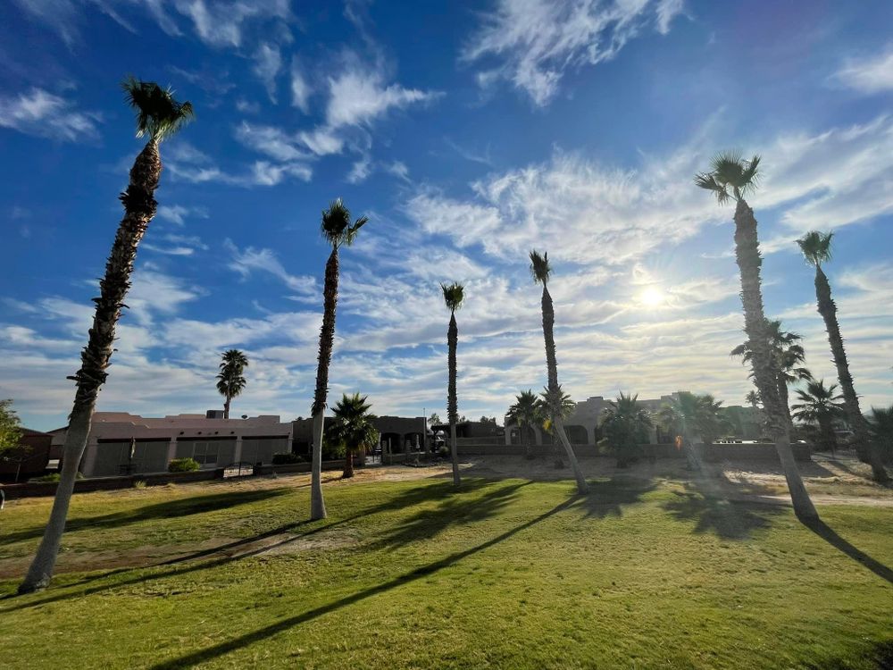 All Photos for Oliver L. Palm & Tree services in Yuma County, AZ