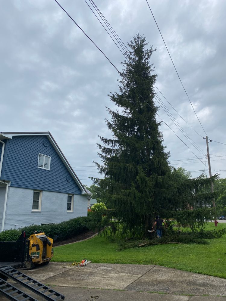 All Photos for Houtz Tree Service in Lexington, KY