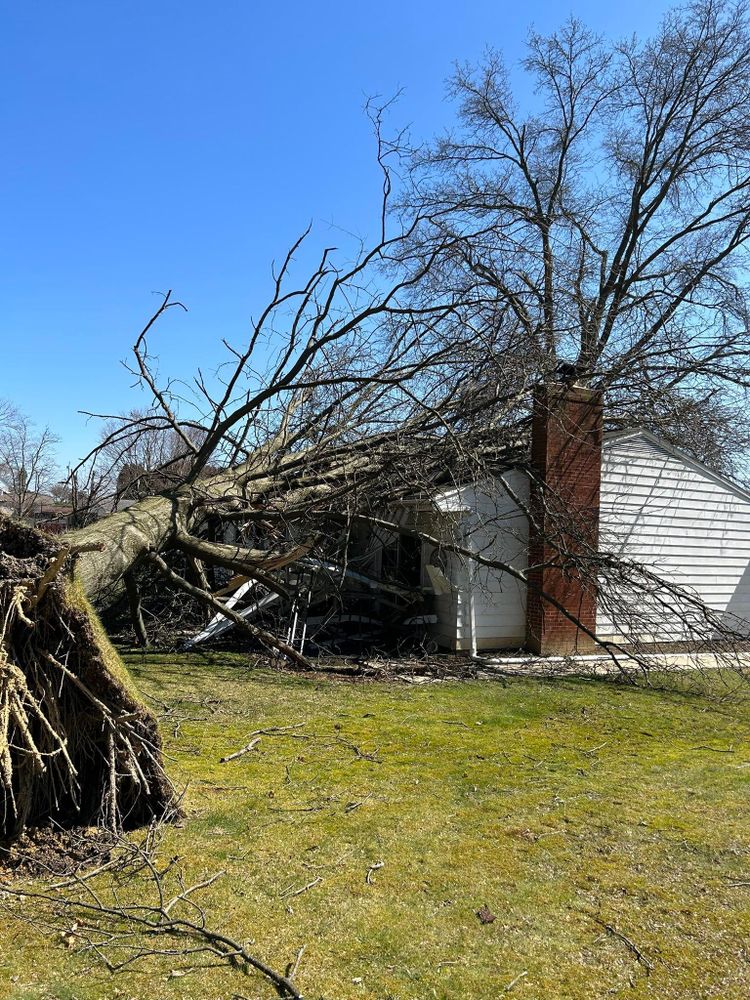 All Photos for JJ Tree Service in Gibsonia, PA