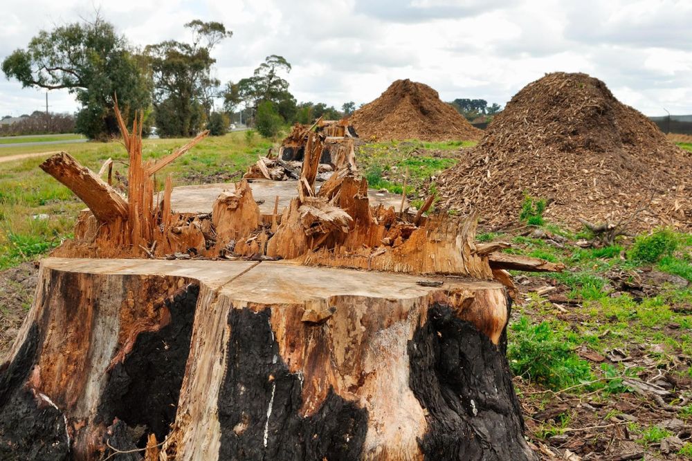 All Photos for Tree-B-Gone in Appleton, WI
