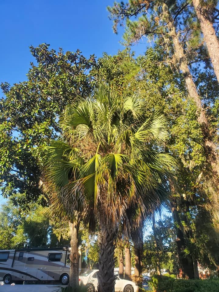 All Photos for Tates Tree Service in Tallahassee, FL