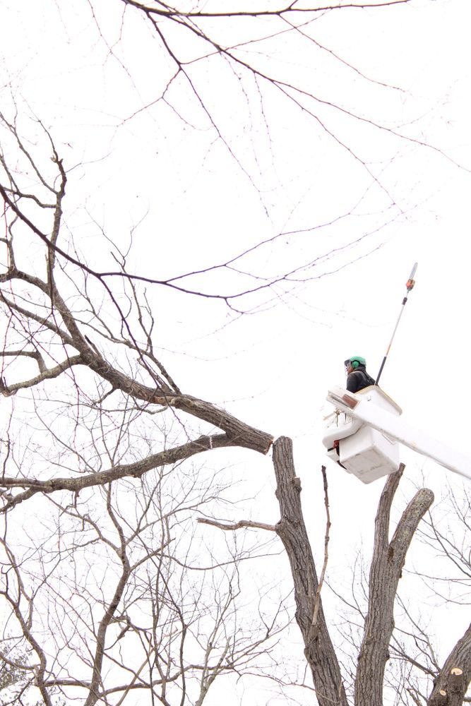 Tree Services for Redemption Tree & Landscape LLC  in Oakham, MA