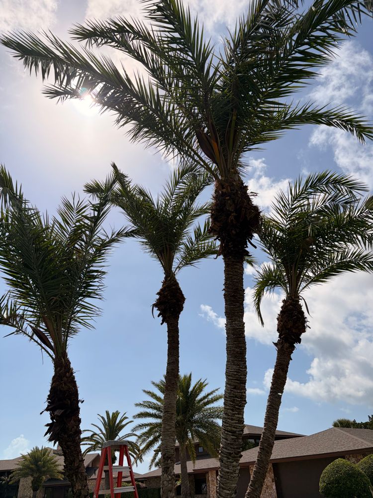 All Photos for Vanic's Landscaping in Port Orange, FL