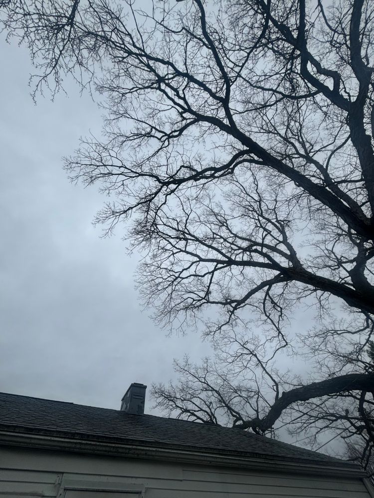 All Photos for T's Trees in Albany, NY