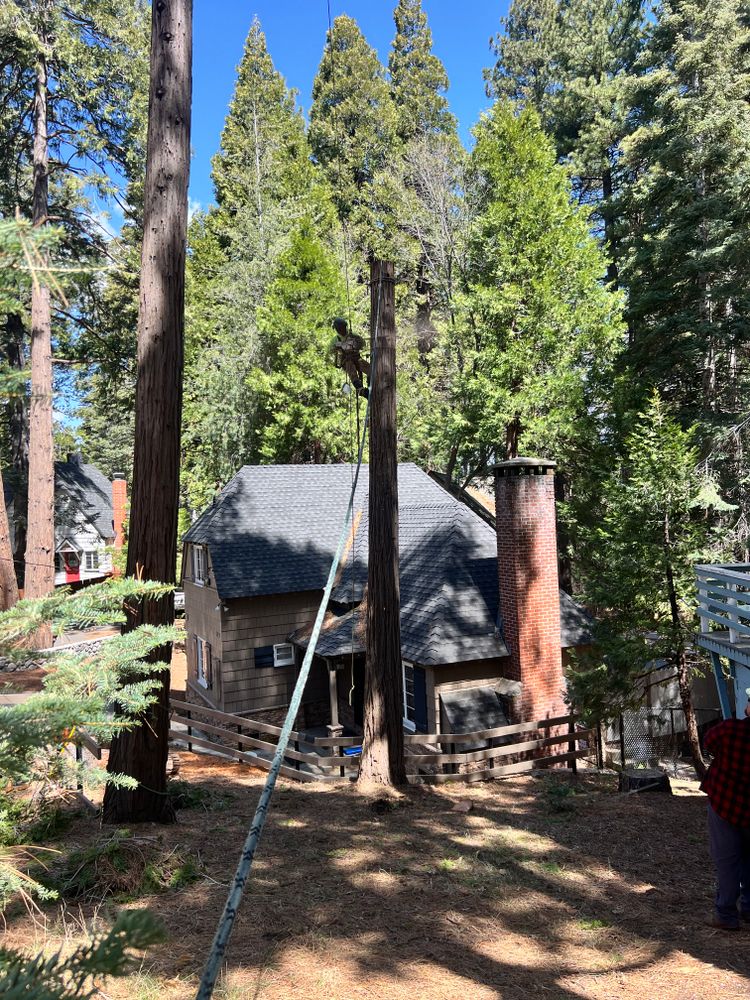 All Photos for Poseidon Valley Tree Service Corp in San Bernardino, CA