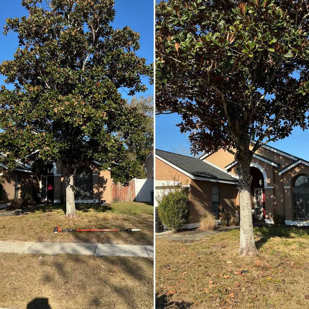 All Photos for Amerigrown Tree And Lawn in Apopka, FL