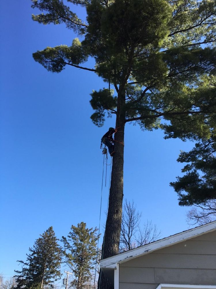 Tree Removal for Wenzels Tree Service LLC  in Bemidji, MN