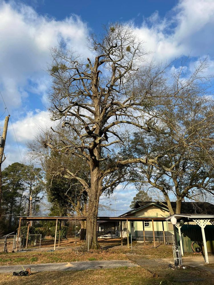 All Photos for JC Land and Tree Service in Kilgore, TX