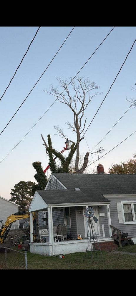 All Photos for Tidewater Tree Service in Chesapeake, VA