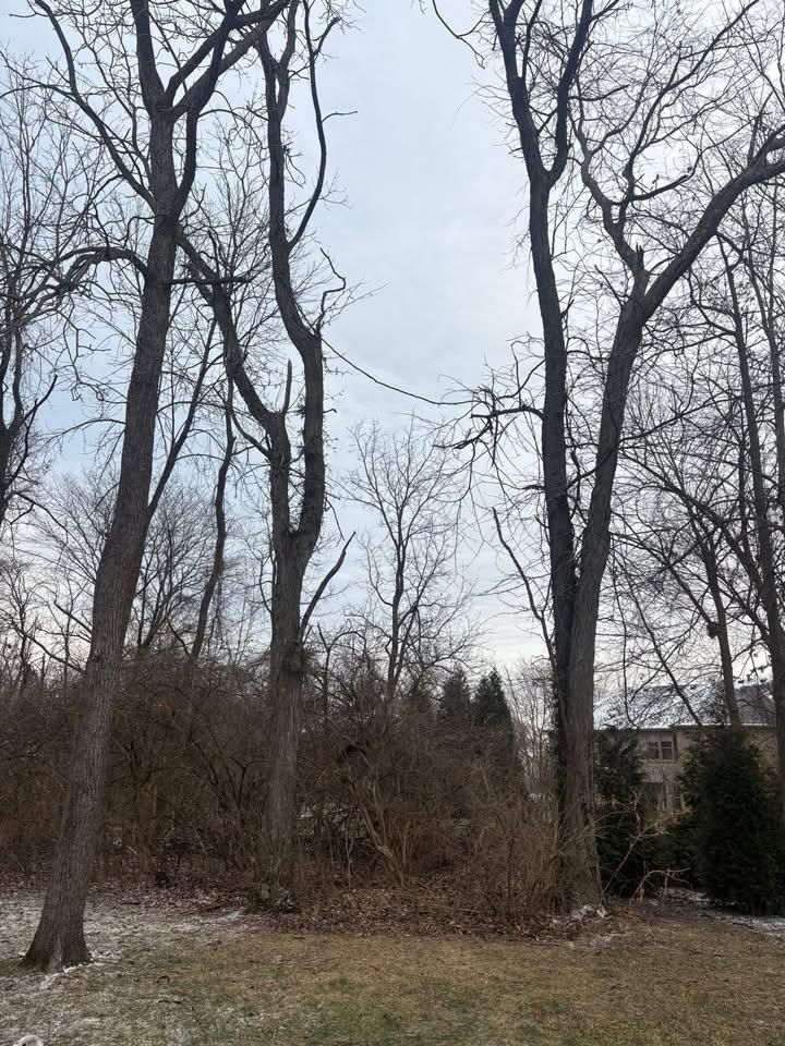 All Photos for Dig-It Tree Company in Mason, OH