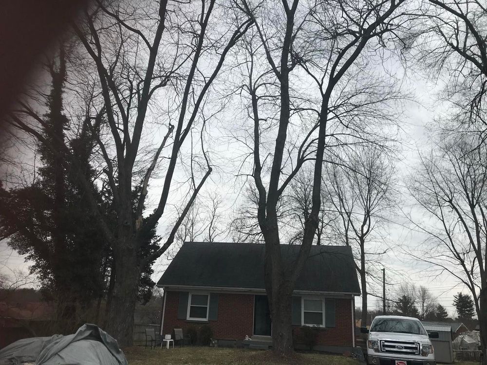 Tree Removal for Timber Ninja Service in Lexington, KY