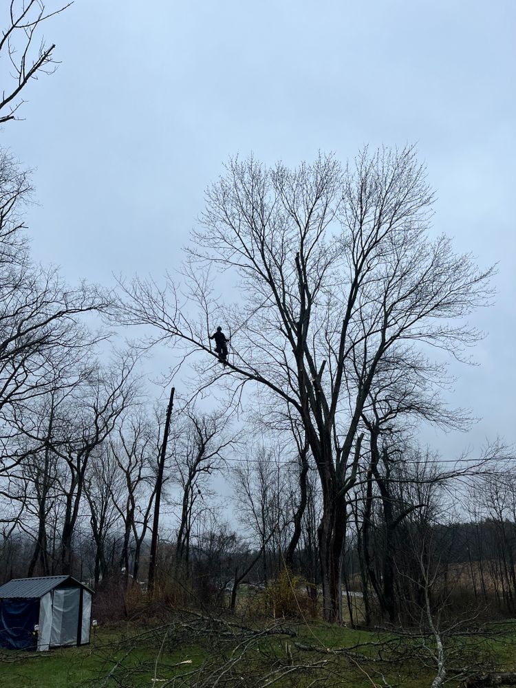 All Photos for Licensed to Cut Tree Service in Athens, PA