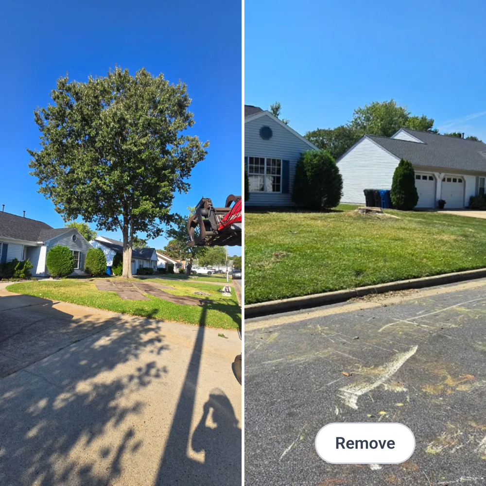 All Photos for Beach Tree Care in Virginia Beach, VA
