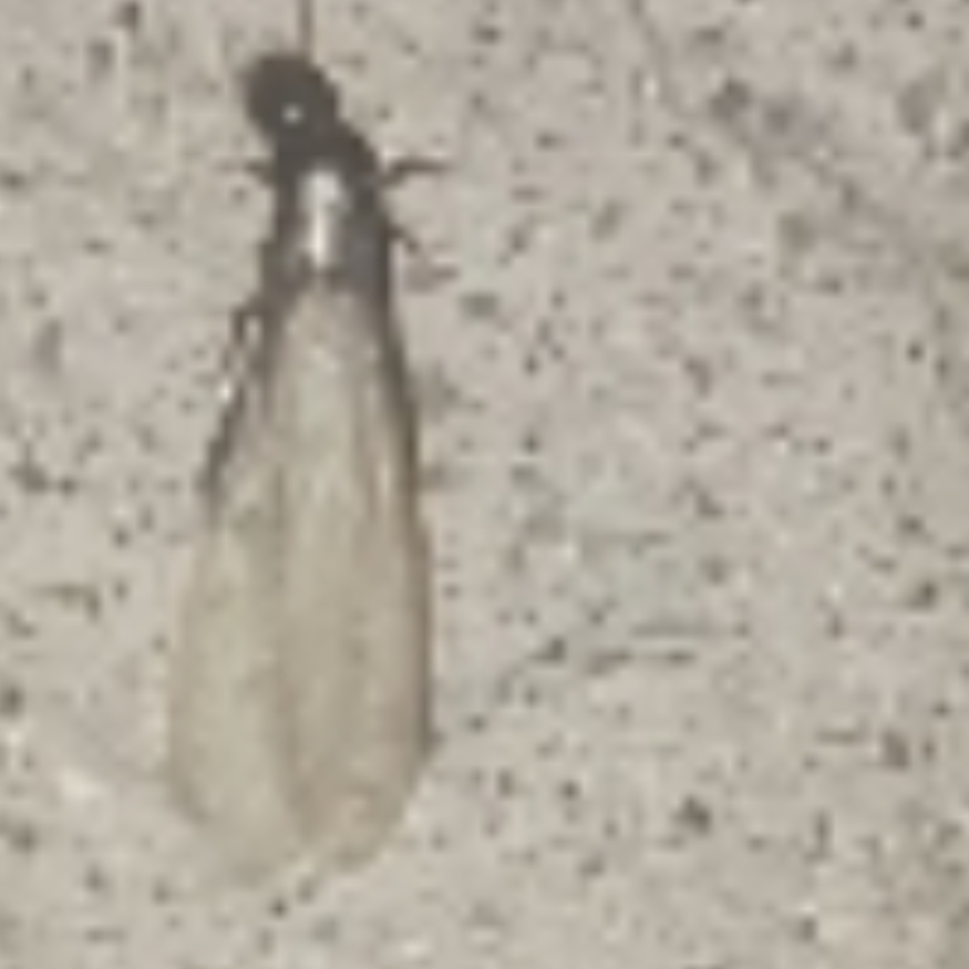 All Photos for Niko's Pest Control in Las Vegas, NV
