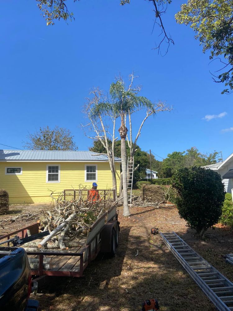 All Photos for Efficient and Reliable Tree Service in Lake Wales, FL