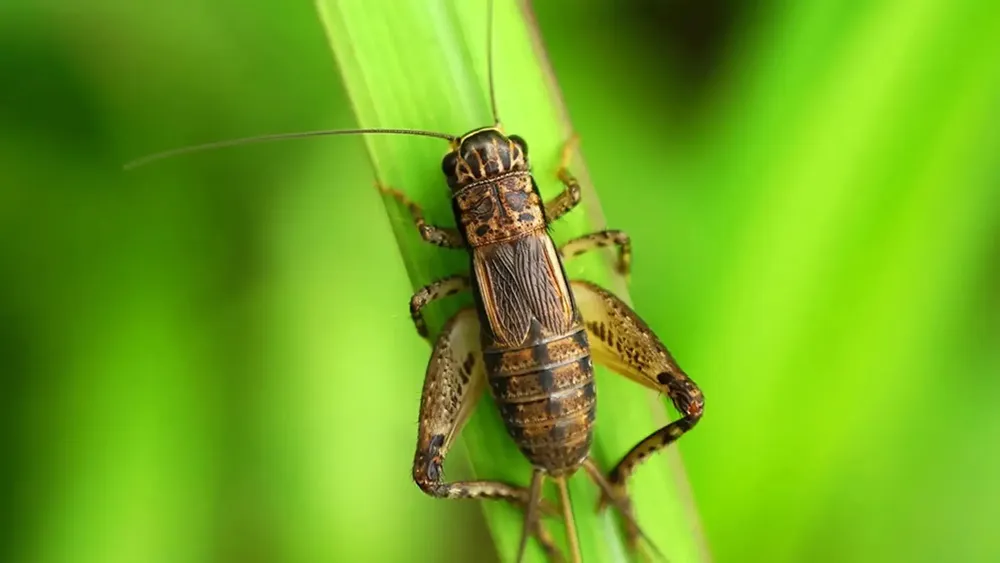 All Photos for Mr. Pest & Weed Control in Odessa, TX