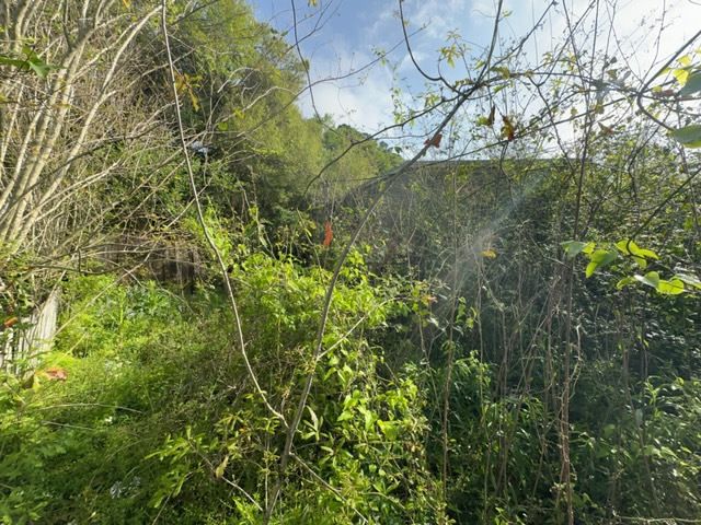 Tree Cleanup  for D&D Services of Pensacola in Pensacola, FL