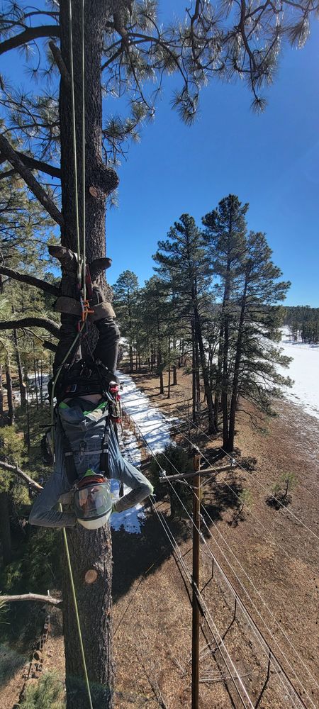 All Photos for StockPro Tree Specialists in Show Low, AZ