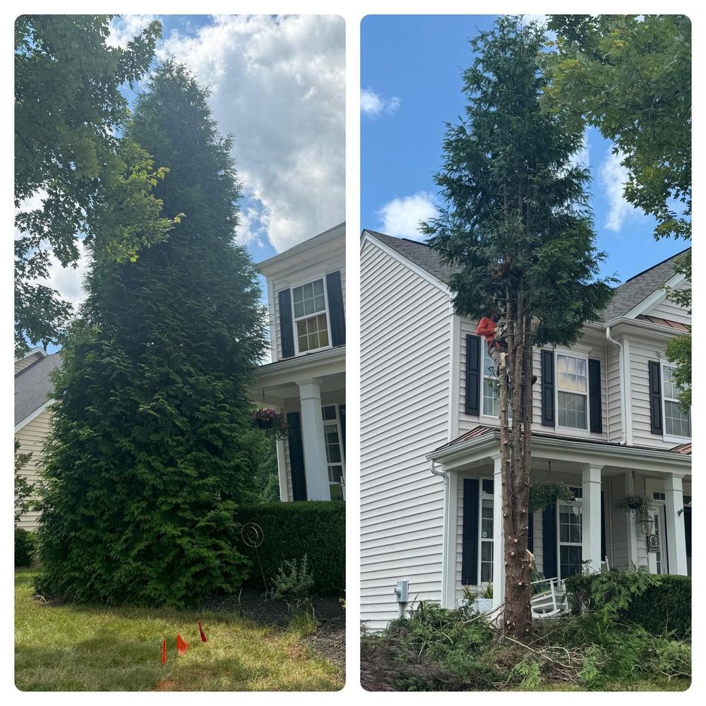 instagram for Branch Out Tree Care LLC in Fredericksburg, VA