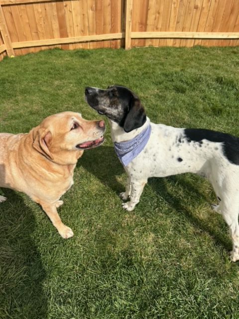 All Photos for Everlast Fence in Shorewood, IL