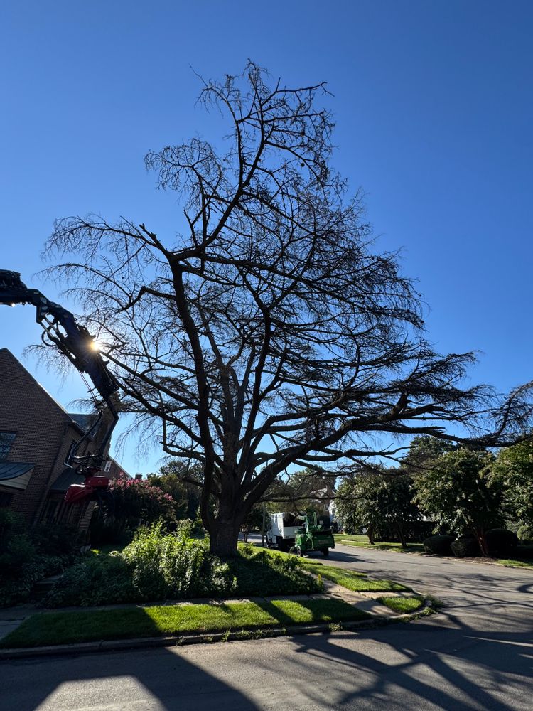 All Photos for Rawls Tree Care in Richmond, VA