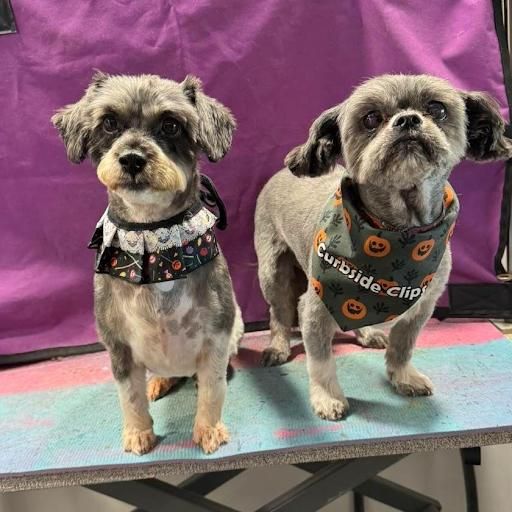 All Photos for Curbside Clips Mobile Grooming in Roachdale, Indiana