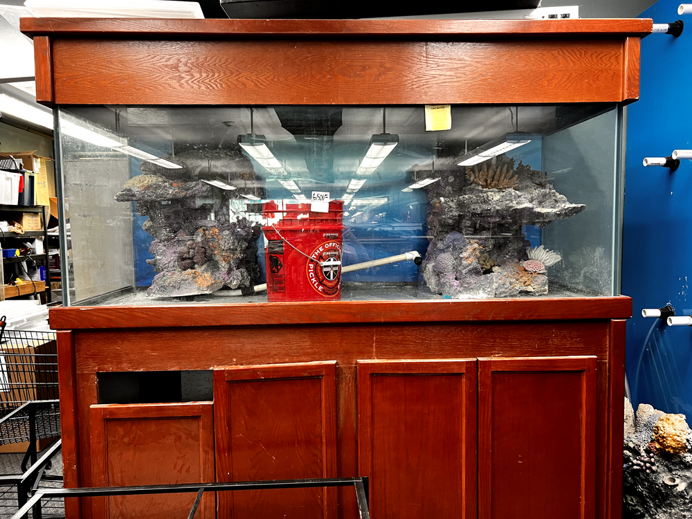 Aquarium Maintenance for Aquariums by Sharyn in The State of Florida, FL