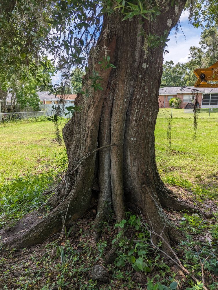 All Photos for Regal Tree Service and Stump Grinding in Wauchula, FL