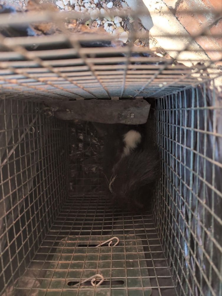 All Photos for Topper's Wildlife Removal in Garland, TX